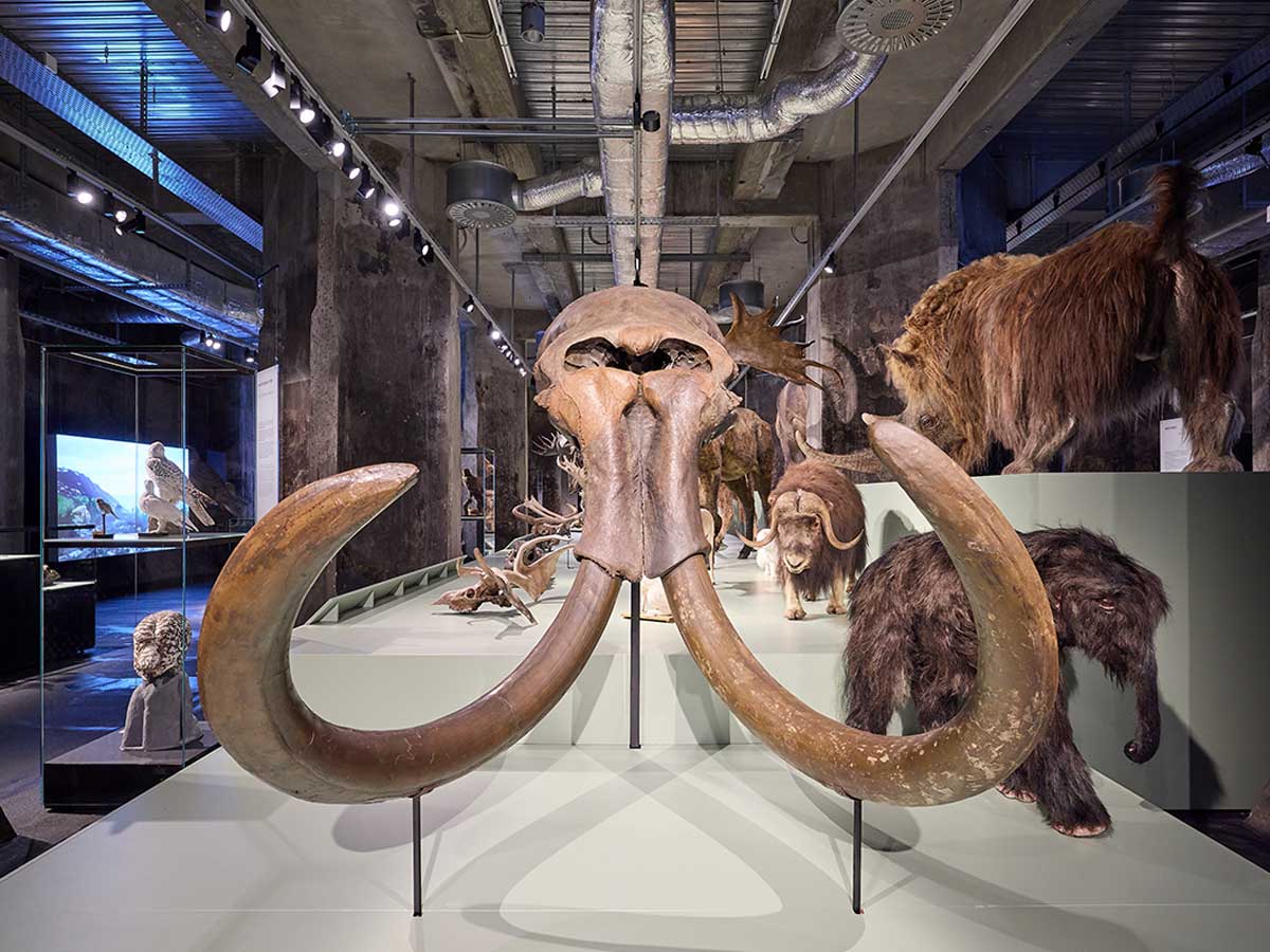Ein Mammutschädel in einem Ausstellungsraum.