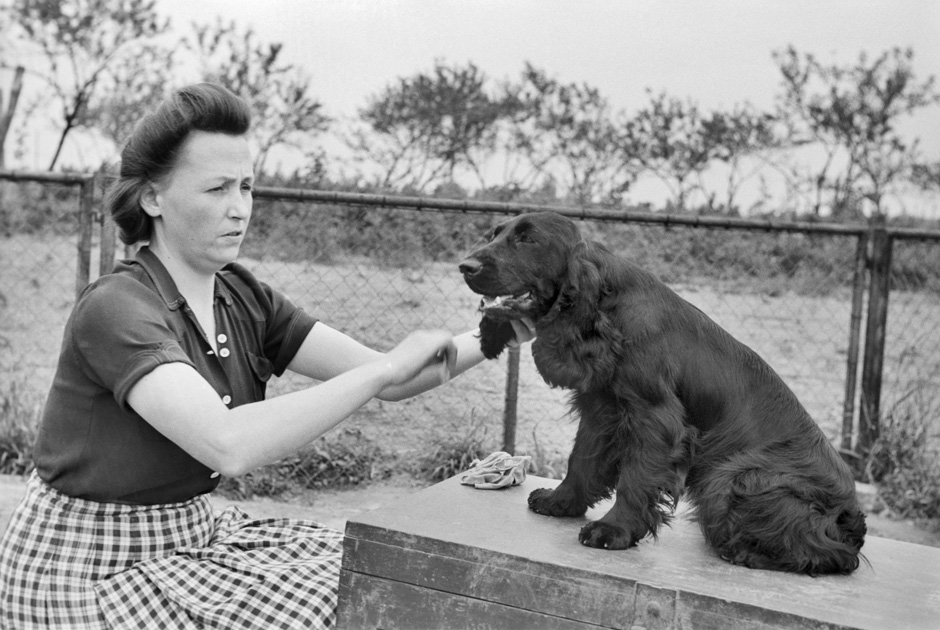 Eine Frau bürstet einen Hund für eine Hundeausstellung. Eine Frau bürstet einen Hund für eine Hundeausstellung.